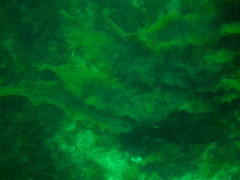 Hedophyllum nigripes