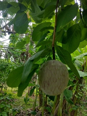 Annona macroprophyllata