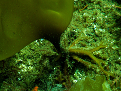 Hedophyllum nigripes