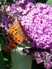 Polygonia c-album