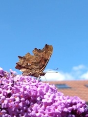 Polygonia c-album