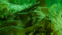 Hedophyllum nigripes