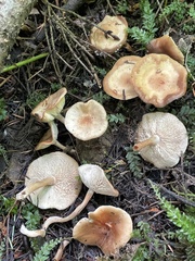 Gerhardtia foliicola