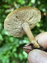 Gerhardtia foliicola