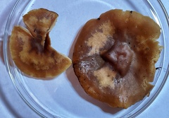 Gerhardtia foliicola