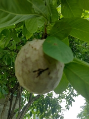 Annona macroprophyllata