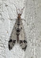 Dendroleon pantherinus