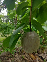 Annona macroprophyllata
