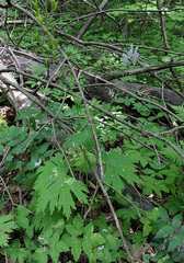 Aconitum septentrionale