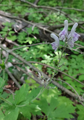 Aconitum septentrionale