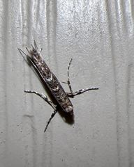 Neurobathra strigifinitella