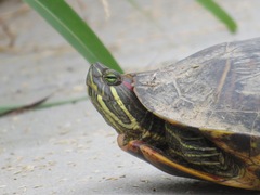 Trachemys scripta elegans