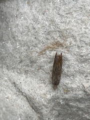 Tachystola acroxantha