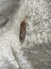 Tachystola acroxantha