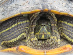 Trachemys scripta elegans