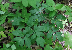 Actaea spicata