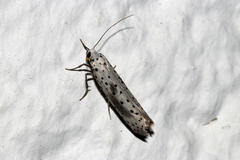 Yponomeuta irrorellus