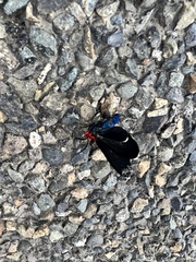 Ctenucha rubroscapus