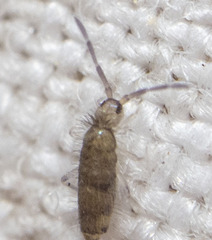 Willowsia nigromaculata