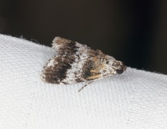Salma ridiculalis