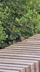 Phoenicurus ochruros