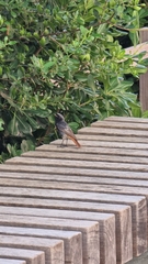 Phoenicurus ochruros