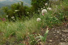 Allium pyrenaicum