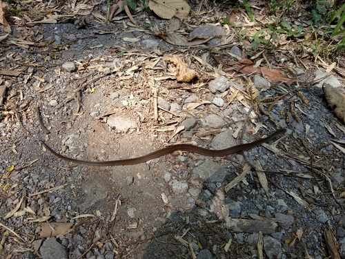 Photo of a Striped Ringneck (Gongylosoma baliodeira)