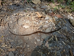 Gongylosoma baliodeira