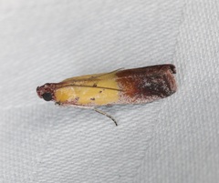Piesmopoda semilutea