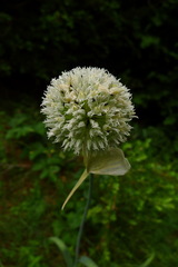 Allium pyrenaicum