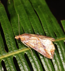 Plusiodonta coelonota
