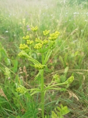 Pastinaca sativa