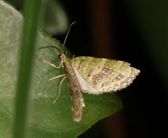 Sauris purpurotincta