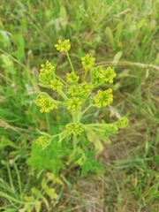 Pastinaca sativa