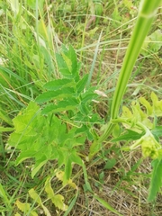 Pastinaca sativa