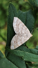 Macaria continuaria