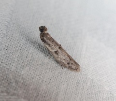 Copamyntis leptocosma