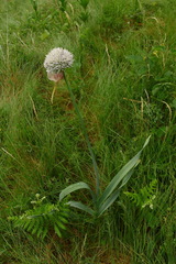 Allium pyrenaicum