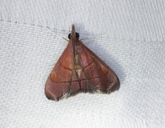 Hemiscopis sanguinea