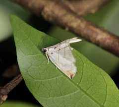 Trichophysetis hampsoni