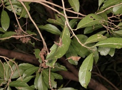 Lophoptera squammigera
