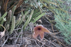Stapelia grandiflora