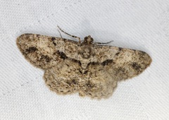 Psilalcis galsworthyi