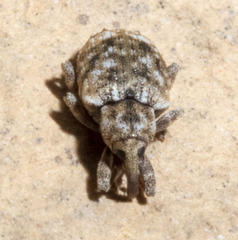Conotrachelus recessus