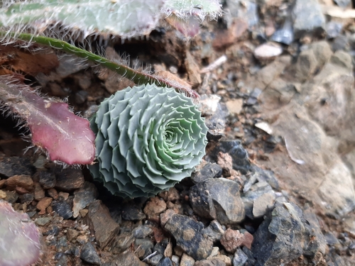 Noccaea aucheri