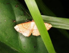 Pylargosceles steganioides