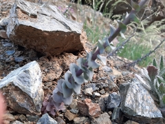 Pseudosempervivum aucheri