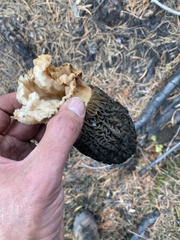 Morchella exuberans