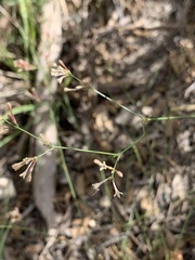 Asperula aristata scabra